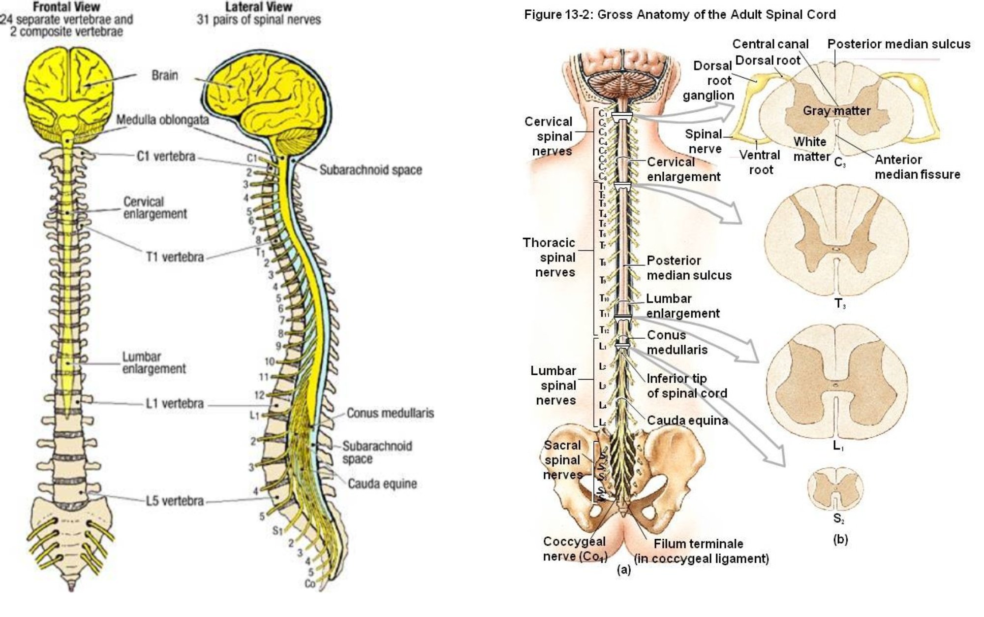 electronic-dissection-manual-the-back-and-vertebral-canal